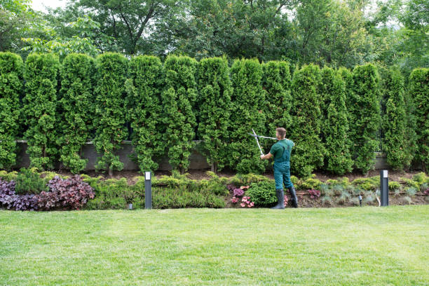 Professional Tree Removal and Landscaping Services in Edinburg, IL